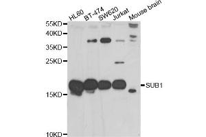 Western blot analysis of extracts of various cell lines, using SUB1 antibody (ABIN5974252) at 1/1000 dilution. (SUB1 anticorps)