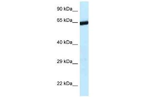 Western Blot showing 9330134C04Rik antibody used at a concentration of 1.