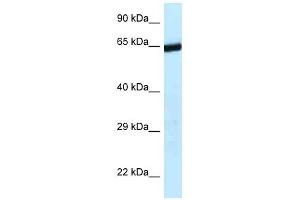 Western Blot showing 9330134C04Rik antibody used at a concentration of 1. (ERCC6L2 anticorps  (C-Term))