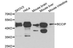 Western blot analysis of extracts of various cell lines, using BCCIP antibody. (BCCIP anticorps  (AA 1-314))