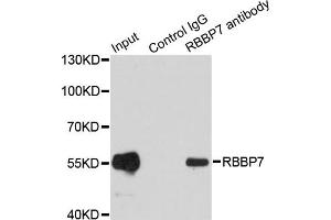 Immunoprecipitation analysis of 200ug extracts of MCF7 cells using 1ug RBBP7 antibody. (RBBP7 anticorps)