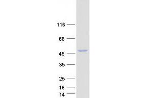 Validation with Western Blot