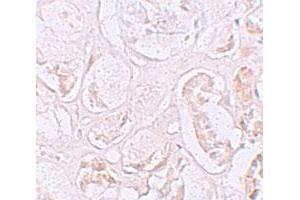 Immunohistochemical staining of human kidney cells with SLAMF9 polyclonal antibody  at 2. (SLAMF9 anticorps  (C-Term))