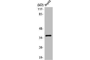 Western Blot analysis of HepG2 cells using Olfactory receptor 10G7 Polyclonal Antibody