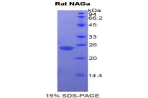 SDS-PAGE (SDS) image for N-Acetylgalactosaminidase, alpha (NAGA) (AA 18-217) protein (His tag) (ABIN1877881)
