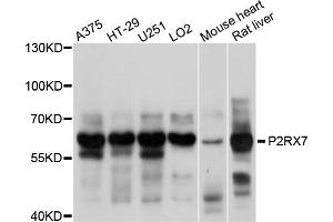 Western blot analysis of extracts of various cell lines, using P2RX7 antibody (ABIN5998434) at 1/1000 dilution. (P2RX7 anticorps)