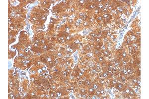 Formalin-fixed, paraffin-embedded human Adrenal stained with Adipophilin Mouse Monoclonal Antibody (ADFP/1494). (ADRP anticorps  (AA 249-376))