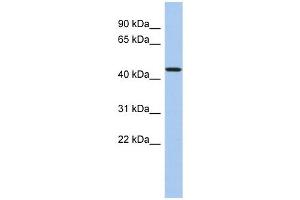 PDCD7 antibody used at 1 ug/ml to detect target protein. (PDCD7 anticorps  (N-Term))