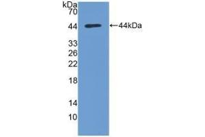 Detection of Recombinant PKBa, Human using Polyclonal Antibody to Protein Kinase B Alpha (PKBa) (AKT1 anticorps  (AA 122-443))