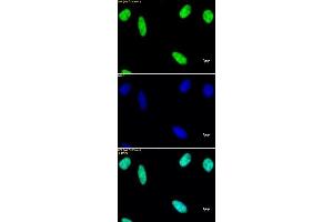 Histone macroH2A1 pAb tested by immunofluorescence. (Histone MroH2A1 (N-Term) anticorps)