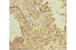 Immunohistochemistry of paraffin-embedded human testis tissue using ABIN7151643 at dilution of 1:100 (SH3GL3 anticorps  (AA 1-270))