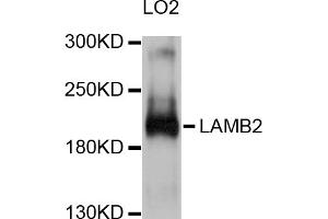 Western blot analysis of extracts of LO2 cells, using LAMB2 antibody (ABIN5998106) at 1/1000 dilution. (LAMB2 anticorps)