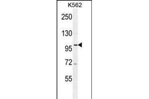 DDX27 Antibody (C-term) (ABIN655057 and ABIN2844686) western blot analysis in K562 cell line lysates (35 μg/lane). (DDX27 anticorps  (C-Term))