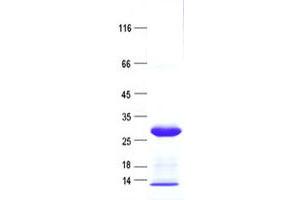 Validation with Western Blot (RNASE9 Protein (His tag))