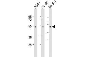 All lanes : Anti-AVPR1A Antibody (C-term) at 1:2000 dilution Lane 1: A549 whole cell lysate Lane 2: HL-60 whole cell lysate Lane 3: MCF-7 whole cell lysate Lysates/proteins at 20 μg per lane. (AVPR1A anticorps)