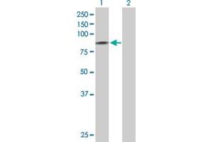 Western Blot analysis of SCNN1D expression in transfected 293T cell line by SCNN1D MaxPab polyclonal antibody. (SCNN1D anticorps  (AA 1-638))