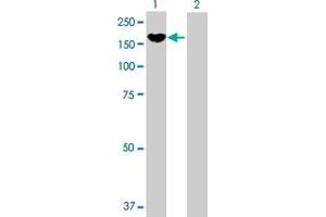 Western Blot analysis of PCDH8 expression in transfected 293T cell line by PCDH8 MaxPab polyclonal antibody. (Protocadherin 8 anticorps  (AA 1-1070))