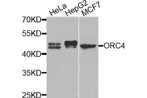 Western blot analysis of extracts of various cell lines, using ORC4 antibody (ABIN5975166) at 1/1000 dilution. (ORC4 anticorps)