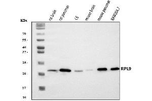 Western blot analysis of Rpl9 using anti-Rpl9 antibody (ABIN7599060).