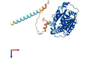 AlphaFold protein structure predicition of Human Recombinant GALNTL5 Protein, UniprotID Q7Z4T8