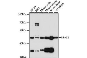 Western blot analysis of extracts of various cell lines, using NPHS2 antibody  at 1:1000 dilution. (Podocin anticorps)