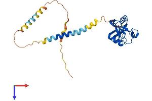 AlphaFold protein structure predicition of Human Recombinant KLRC1 Protein, UniprotID P26715