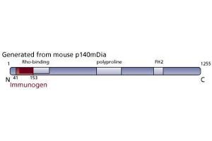Image no. 3 for anti-Diaphanous Homolog 1 (DIAPH1) (AA 41-153) antibody (ABIN968213) (DIAPH1 anticorps  (AA 41-153))