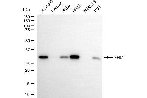 Western blotting analysis using FHL1 antibody (ABIN7798655). (Recombinant FHL1 anticorps)