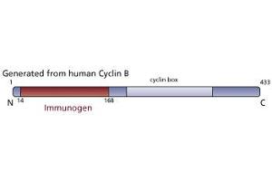 Image no. 3 for anti-Cyclin B1 (CCNB1) (AA 14-168) antibody (ABIN967834)