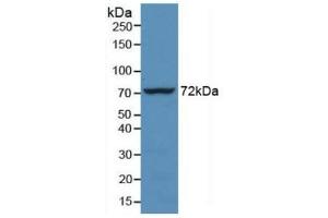 Detection of Recombinant HSPA1L, Human using Monoclonal Antibody to Heat Shock 70 kDa Protein 1 Like Protein (HSPA1L) (HSPA1L anticorps  (AA 1-641))