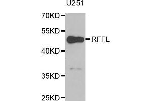 Western blot analysis of extracts of U-251MG cells, using RFFL antibody (ABIN5973883) at 1/1000 dilution.