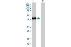Western Blotting (WB) image for anti-GRB2-Related Adaptor Protein 2 (GRAP2) (AA 226-316) antibody (ABIN599077) (GRAP2 anticorps  (AA 226-316))