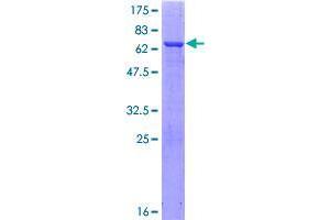 Image no. 1 for Glucose-Fructose Oxidoreductase Domain Containing 1 (GFOD1) (AA 1-390) protein (GST tag) (ABIN1355025)