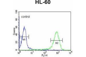 Flow cytometric analysis of HL-60 cells using DCP2 Antibody (Center) Cat.