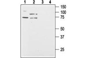 Western blot analysis of human Colo-205 (lanes 1 and 3) and HT-29 (lanes 2 and 4) colon cancer cell lysates: - 1,2.