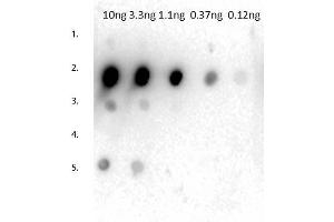 Dot Blot of Rabbit Anti-Mouse IgG2a Antibody. (Lapin anti-Souris IgG2a (Heavy Chain) Anticorps - Preadsorbed)