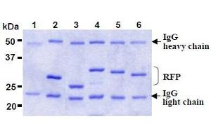 SDS-PAGE (SDS) image for anti-Red Fluorescent Protein (RFP) antibody (ABIN1449296) (RFP anticorps)