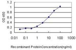 anti-Ribophorin 1 (RPN1) (AA 24-607) antibody