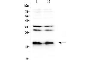 Western blot analysis of Neuropeptide S using anti-Neuropeptide S antibody . (NPS anticorps)