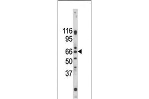 Western blot analysis of anti-Pael-R (GPR37) Pab (ABIN390380 and ABIN2840782) in mouse brain tissue lysate.