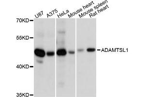 Western blot analysis of extracts of various cell lines, using ADAMTSL1 antibody. (ADAMTSL1 anticorps)