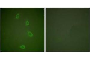 Immunofluorescence analysis of NIH-3T3 cells, using HSP40 Antibody. (DNAJB1 anticorps  (AA 271-320))