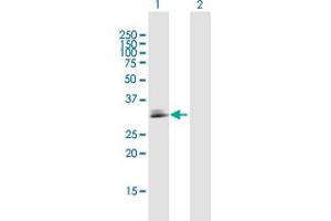 Western Blot analysis of CDC42EP3 expression in transfected 293T cell line by CDC42EP3 MaxPab polyclonal antibody. (CDC42EP3 anticorps  (AA 1-254))