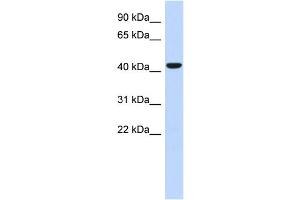 WB Suggested Anti-SGMS2 Antibody Titration: 0.