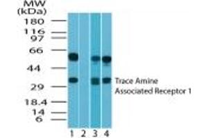 Image no. 1 for anti-Trace Amine Associated Receptor 1 (TAAR1) (AA 200-230) antibody (ABIN207709) (TAAR1 anticorps  (AA 200-230))