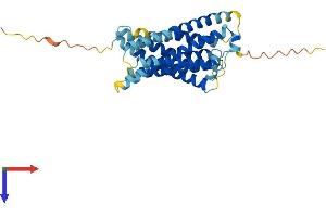 AlphaFold protein structure predicition of Mouse Recombinant Mrgprd Protein, UniprotID Q91ZB8