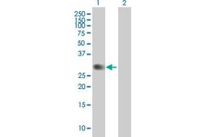 Western Blot analysis of PVRIG expression in transfected 293T cell line by PVRIG MaxPab polyclonal antibody. (PVRIG anticorps  (AA 38-326))