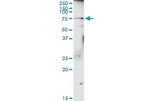 GALNT4 MaxPab rabbit polyclonal antibody.