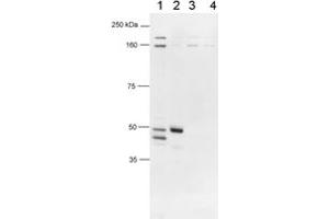 Western blot analysis of human FOXP3 using FOXP3 polyclonal antibody .