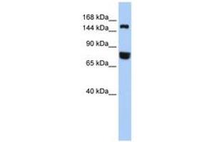 Image no. 1 for anti-Early Endosome Antigen 1 (EEA1) (AA 1188-1237) antibody (ABIN6744246) (EEA1 anticorps  (AA 1188-1237))